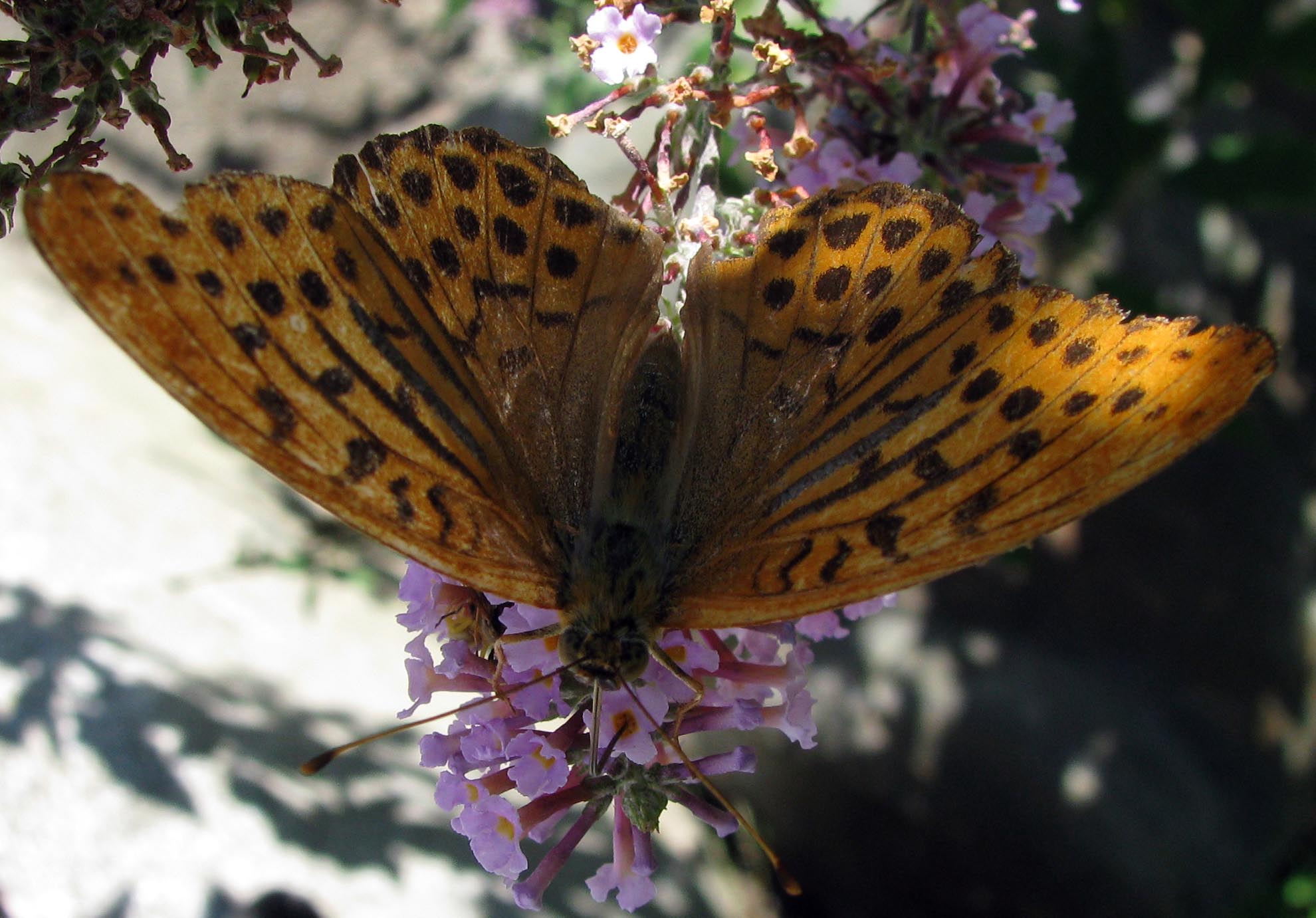 Argynnis paphia